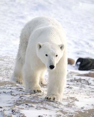 Bear, Polar-110607-Churchill Wildlife Mgmt Area, Manitoba, Canada-#0646.jpg