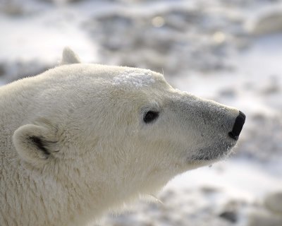 Bear, Polar-110607-Churchill Wildlife Mgmt Area, Manitoba, Canada-#0649.jpg
