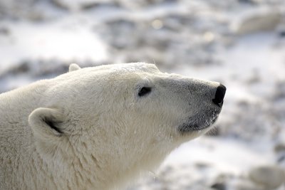 Bear, Polar-110607-Churchill Wildlife Mgmt Area, Manitoba, Canada-#0650.jpg