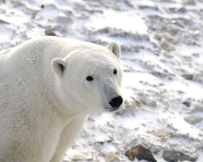 Bear, Polar-110607-Churchill Wildlife Mgmt Area, Manitoba, Canada-#0651.jpg