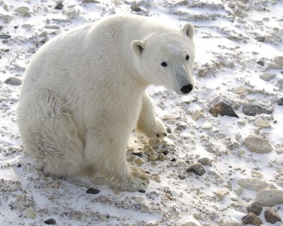 Bear, Polar-110607-Churchill Wildlife Mgmt Area, Manitoba, Canada-#0653.jpg