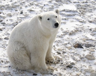 Bear, Polar-110607-Churchill Wildlife Mgmt Area, Manitoba, Canada-#0656.jpg