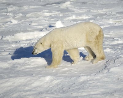 Bear, Polar-110607-Churchill Wildlife Mgmt Area, Manitoba, Canada-#0688.jpg