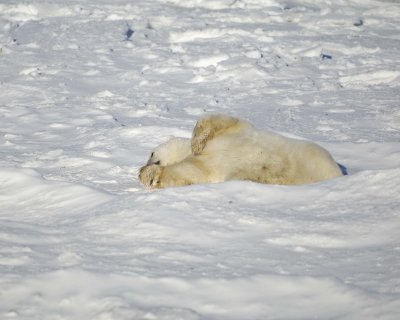 Bear, Polar-110607-Churchill Wildlife Mgmt Area, Manitoba, Canada-#0699.jpg
