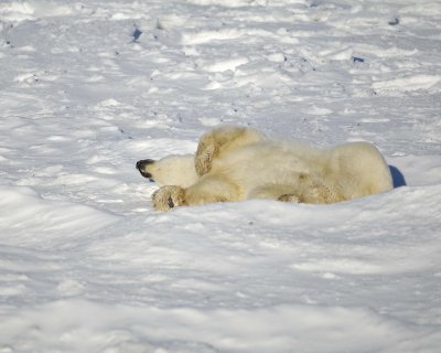 Bear, Polar-110607-Churchill Wildlife Mgmt Area, Manitoba, Canada-#0702.jpg