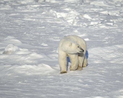 Bear, Polar-110607-Churchill Wildlife Mgmt Area, Manitoba, Canada-#0725.jpg