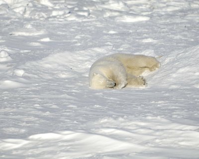 Bear, Polar-110607-Churchill Wildlife Mgmt Area, Manitoba, Canada-#0740.jpg