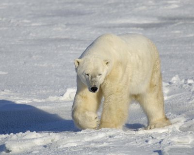 Bear, Polar-110607-Churchill Wildlife Mgmt Area, Manitoba, Canada-#0826.jpg