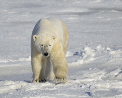 Bear, Polar-110607-Churchill Wildlife Mgmt Area, Manitoba, Canada-#0828.jpg