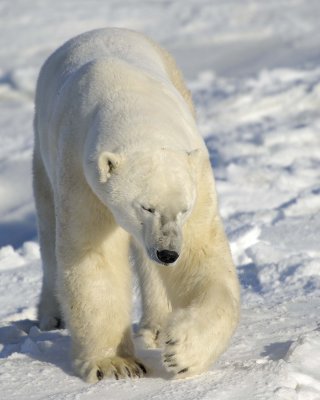 Bear, Polar-110607-Churchill Wildlife Mgmt Area, Manitoba, Canada-#0834.jpg