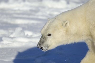 Bear, Polar-110607-Churchill Wildlife Mgmt Area, Manitoba, Canada-#0838.jpg