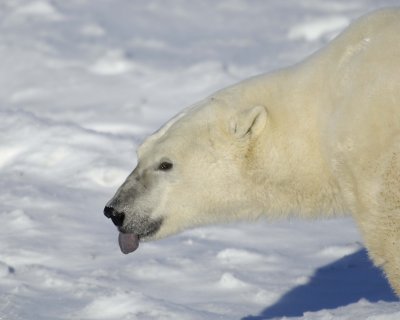 Bear, Polar-110607-Churchill Wildlife Mgmt Area, Manitoba, Canada-#0847.jpg