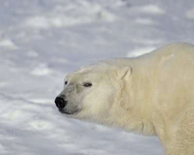 Bear, Polar-110607-Churchill Wildlife Mgmt Area, Manitoba, Canada-#0852.jpg