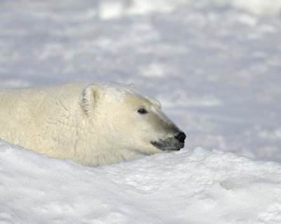 Bear, Polar-110607-Churchill Wildlife Mgmt Area, Manitoba, Canada-#0862.jpg