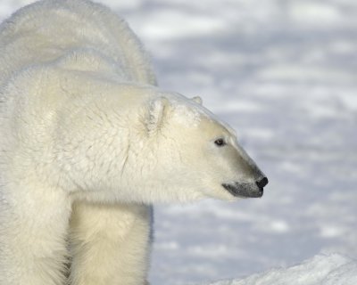 Bear, Polar-110607-Churchill Wildlife Mgmt Area, Manitoba, Canada-#0876.jpg