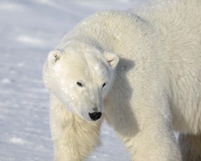 Bear, Polar-110607-Churchill Wildlife Mgmt Area, Manitoba, Canada-#0916.jpg