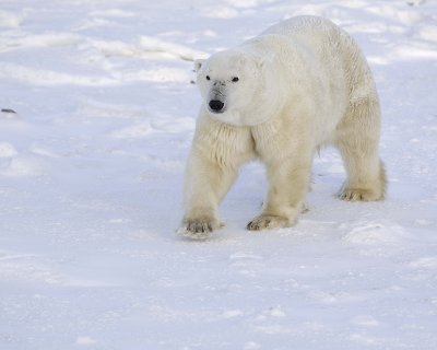 Bear, Polar-110607-Churchill Wildlife Mgmt Area, Manitoba, Canada-#1519.jpg