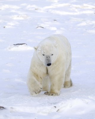 Bear, Polar-110607-Churchill Wildlife Mgmt Area, Manitoba, Canada-#1522.jpg