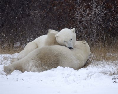 Bear, Polar, 2 sparring, snowing-110507-Churchill Wildlife Mgmt Area, Manitoba, Canada-#0830.jpg