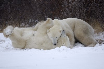 Bear, Polar, 2 sparring, snowing-110507-Churchill Wildlife Mgmt Area, Manitoba, Canada-#0843.jpg