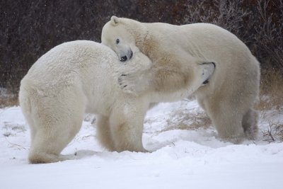 Bear, Polar, 2 sparring, snowing-110507-Churchill Wildlife Mgmt Area, Manitoba, Canada-#0846.jpg