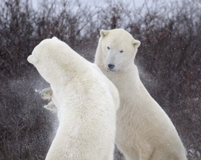 Bear, Polar, 2 sparring, snowing-110507-Churchill Wildlife Mgmt Area, Manitoba, Canada-#0852.jpg