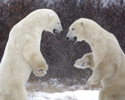 Bear, Polar, 2 sparring, snowing-110507-Churchill Wildlife Mgmt Area, Manitoba, Canada-#0865.jpg