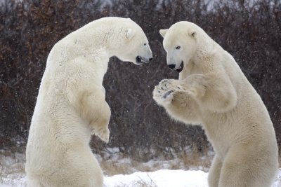 Bear, Polar, 2 sparring, snowing-110507-Churchill Wildlife Mgmt Area, Manitoba, Canada-#0866.jpg