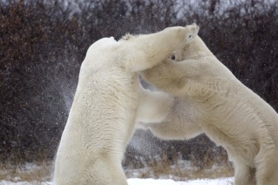 Bear, Polar, 2 sparring, snowing-110507-Churchill Wildlife Mgmt Area, Manitoba, Canada-#0868.jpg