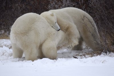 Bear, Polar, 2 sparring, snowing-110507-Churchill Wildlife Mgmt Area, Manitoba, Canada-#0869.jpg