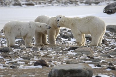 Bear, Polar, 3, backlit-110507-Churchill Wildlife Mgmt Area, Manitoba, Canada-#0191.jpg