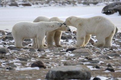 Bear, Polar, 3, backlit-110507-Churchill Wildlife Mgmt Area, Manitoba, Canada-#0193.jpg
