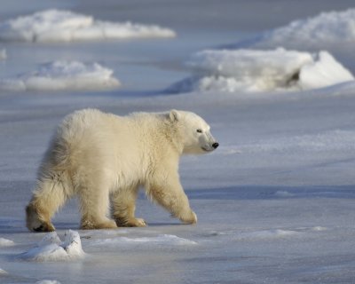 Bear, Polar, Cub-110407-Churchill Wildlife Mgmt Area, Manitoba, Canada-#0407.jpg