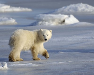 Bear, Polar, Cub-110407-Churchill Wildlife Mgmt Area, Manitoba, Canada-#0409.jpg