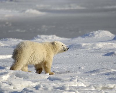 Bear, Polar, Cub-110407-Churchill Wildlife Mgmt Area, Manitoba, Canada-#0410.jpg