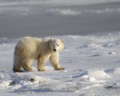 Bear, Polar, Cub-110407-Churchill Wildlife Mgmt Area, Manitoba, Canada-#0415.jpg