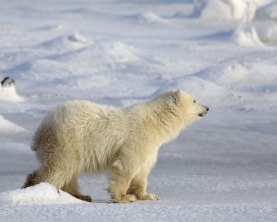 Bear, Polar, Cub-110407-Churchill Wildlife Mgmt Area, Manitoba, Canada-#0432.jpg