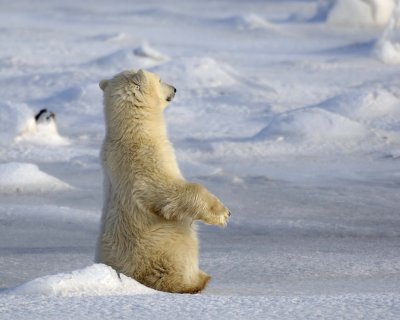 Bear, Polar, Cub-110407-Churchill Wildlife Mgmt Area, Manitoba, Canada-#0442.jpg