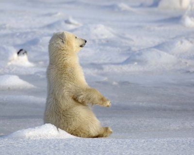 Bear, Polar, Cub-110407-Churchill Wildlife Mgmt Area, Manitoba, Canada-#0451.jpg