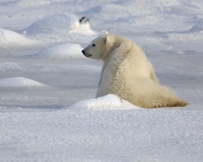 Bear, Polar, Cub-110407-Churchill Wildlife Mgmt Area, Manitoba, Canada-#0462.jpg