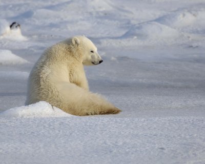 Bear, Polar, Cub-110407-Churchill Wildlife Mgmt Area, Manitoba, Canada-#0463.jpg