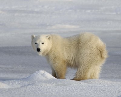 Bear, Polar, Cub-110407-Churchill Wildlife Mgmt Area, Manitoba, Canada-#0473.jpg
