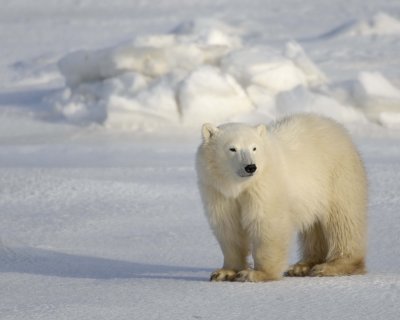 Bear, Polar, Cub-110407-Churchill Wildlife Mgmt Area, Manitoba, Canada-#0479.jpg