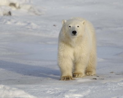 Bear, Polar, Cub-110407-Churchill Wildlife Mgmt Area, Manitoba, Canada-#0486.jpg