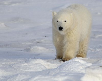 Bear, Polar, Cub-110407-Churchill Wildlife Mgmt Area, Manitoba, Canada-#0493.jpg