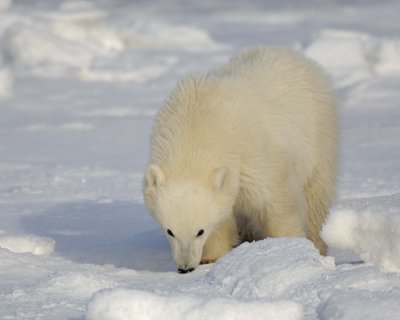Bear, Polar, Cub-110407-Churchill Wildlife Mgmt Area, Manitoba, Canada-#0501.jpg