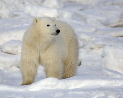 Bear, Polar, Cub-110407-Churchill Wildlife Mgmt Area, Manitoba, Canada-#0508.jpg