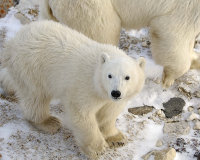 Bear, Polar, Cub-110407-Churchill Wildlife Mgmt Area, Manitoba, Canada-#0903.jpg