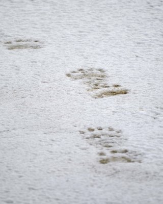 Bear, Polar, Prints in Snow-110307-Churchill Wildlife Mgmt Area, Manitoba, Canada-#1405.jpg