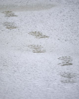 Bear, Polar, Prints in Snow-110307-Churchill Wildlife Mgmt Area, Manitoba, Canada-#1412.jpg